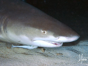The Lemon Sharks landing and taking off at night was exci... by Steven Anderson 